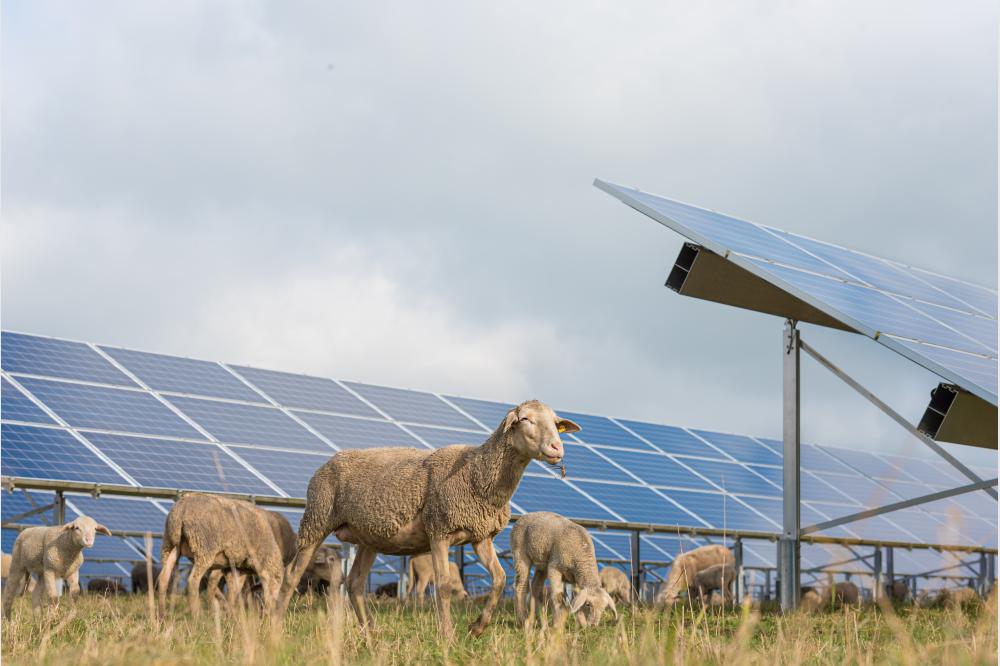 Kommunaler Klimaschutz: Startschuss f&uuml;r 45 Hektar gro&szlig;en Solarpark im Vogtland